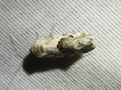 Ponometia altera
