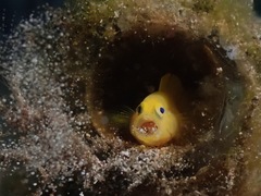 Lubricogobius exiguus