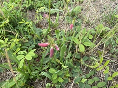 Tephrosia spicata