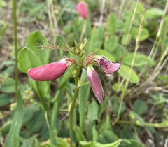 Tephrosia spicata
