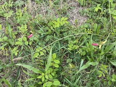 Tephrosia spicata