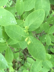 Lonicera chamissoi