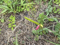 Tephrosia spicata