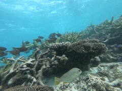 Plectorhinchus multivittatus