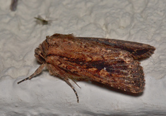 Dasygaster ligniplena