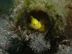 Lubricogobius exiguus