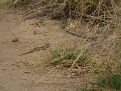 Aspidoscelis gularis