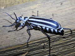 Epicauta atrivittata