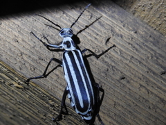 Epicauta atrivittata