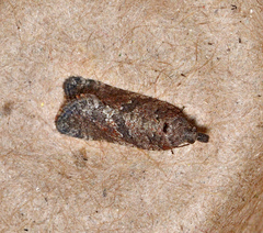 Cnephasia phosphora