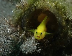 Lubricogobius exiguus