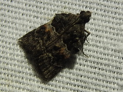 Satole ligniperdalis