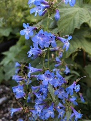 Penstemon albertinus