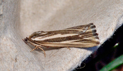 Rhynchopsota delogramma