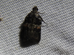 Satole ligniperdalis