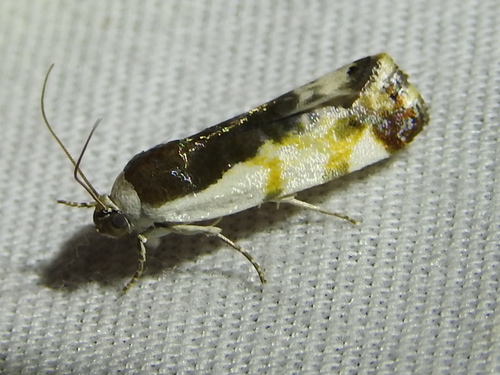 Tarache lanceolata photo 2