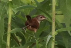 Troglodytes aedon aedon