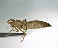 Rhionaeschna californica