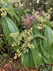 Miconia affinis