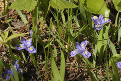 Iris lacustris