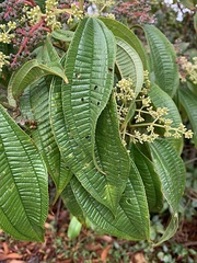 Miconia affinis