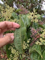 Miconia affinis