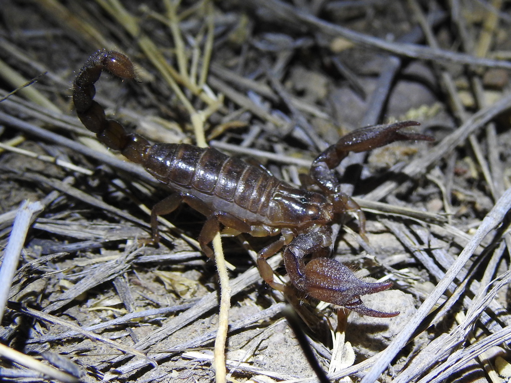 Lindo Scorpion