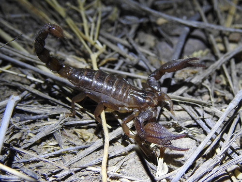 Trans-Pecos Twinspine Scorpion