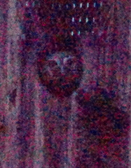 Micrathene whitneyi