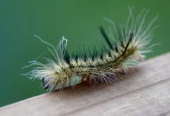 Lophocampa mixta