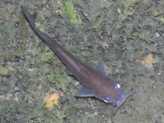 Ictalurus lupus