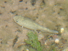Cyprinodon elegans