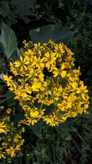 Smallanthus microcephalus