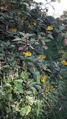 Smallanthus microcephalus