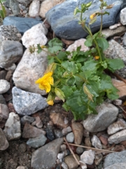 Erythranthe glabrata