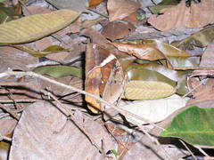 Thauria aliris pseudaliris