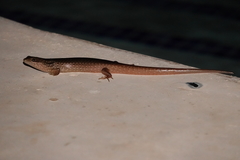 Diploglossidae