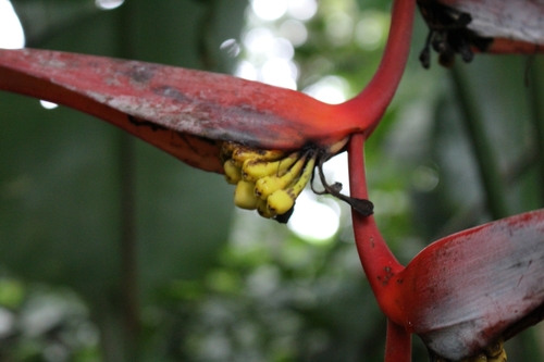 Image of Heliconia collinsiana by no rights reserved
