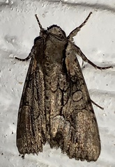 Lacanobia subjuncta