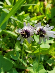 Trifolium bolanderi