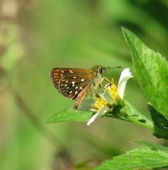 Piruna penaea