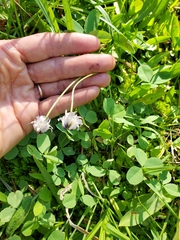 Trifolium bolanderi