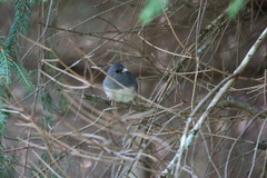 Junco hyemalis carolinensis