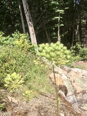 Angelica archangelica