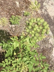 Angelica archangelica