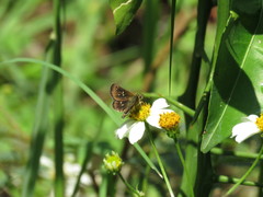 Piruna penaea