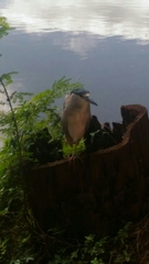 Nycticorax nycticorax
