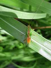 Conocephalus saltator