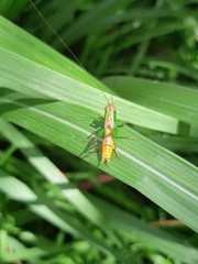 Conocephalus saltator