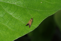 Nemophora staudingerella